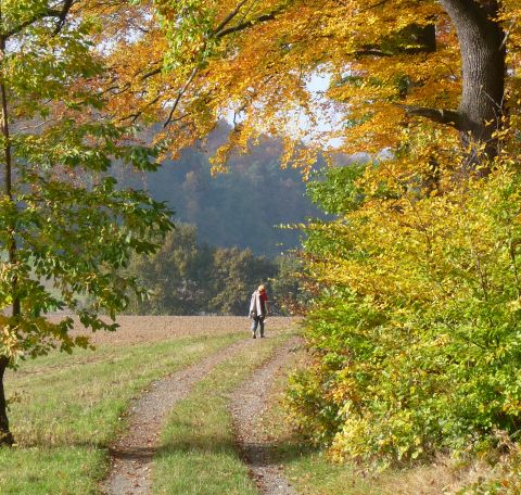 Wanderweg bei Lichtenberg