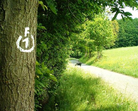 Die Wegemarkierung auf dem Panoramaweg F1 in Fischbachtal