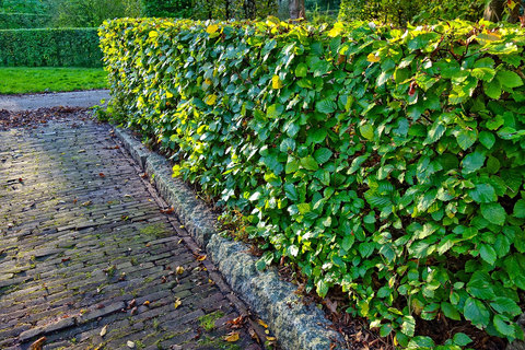 Hecke am Weg - Bild von Mabel Amber auf Pixabay.com