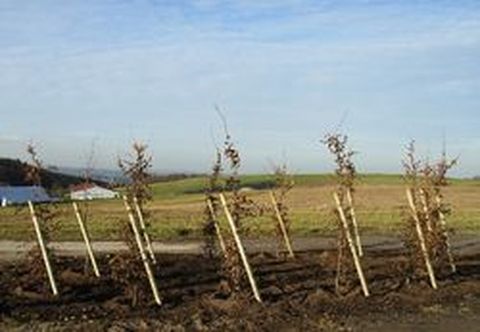 Die Baumgruppe "12 Apostel" in Nonrod